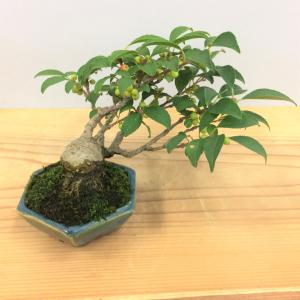 盆栽　梅もどき