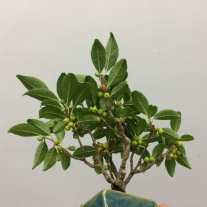 盆栽　梅もどき