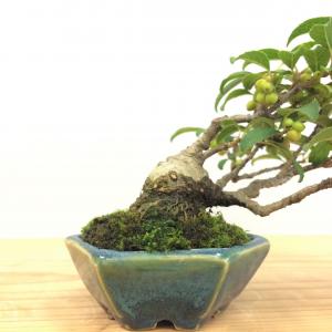 盆栽　梅もどき