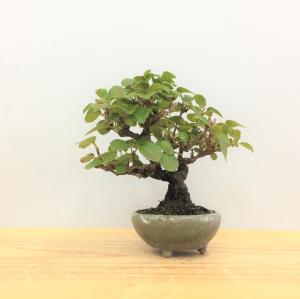 盆栽　金華山ガマズミ