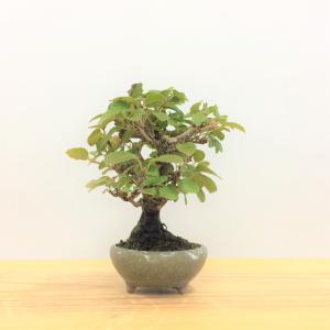 盆栽　金華山ガマズミ