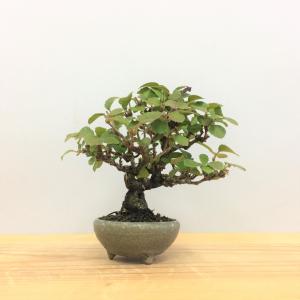 盆栽　金華山ガマズミ