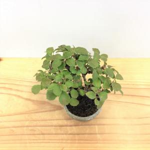 盆栽　金華山ガマズミ