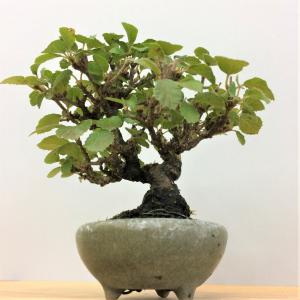 盆栽　金華山ガマズミ
