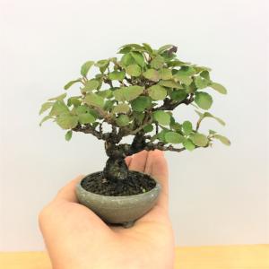 盆栽　金華山ガマズミ