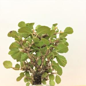 盆栽　金華山ガマズミ