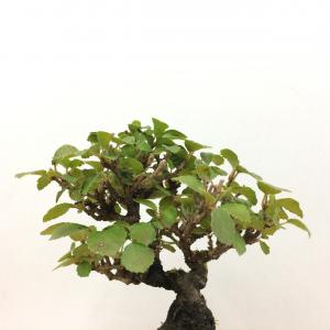 盆栽　金華山ガマズミ