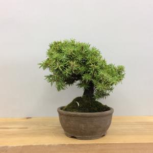 盆栽　八ツ房杜松