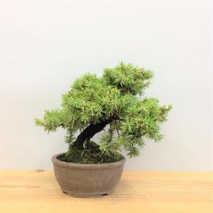 盆栽　八ツ房杜松
