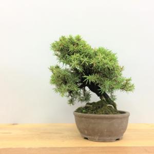 盆栽　八ツ房杜松