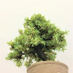 盆栽　八ツ房杜松