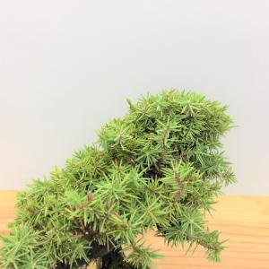 盆栽　八ツ房杜松