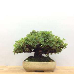 盆栽　金露梅　-キンロウバイ-