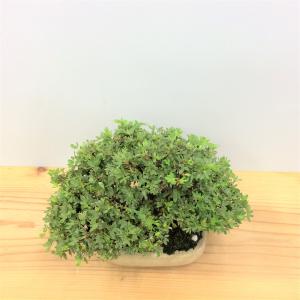 盆栽　金露梅　-キンロウバイ-
