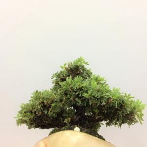 盆栽　金露梅　-キンロウバイ-