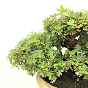 盆栽　金露梅　-キンロウバイ-