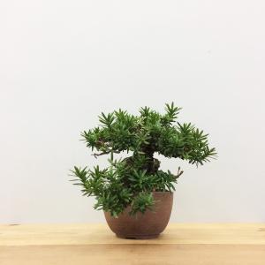 盆栽　一位　-イチイ-