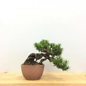 盆栽　一位　-イチイ-