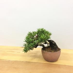 盆栽　一位　-イチイ-