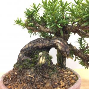 盆栽　一位　-イチイ-