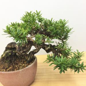 盆栽　一位　-イチイ-