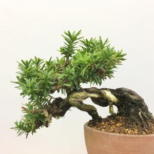 盆栽　一位　-イチイ-