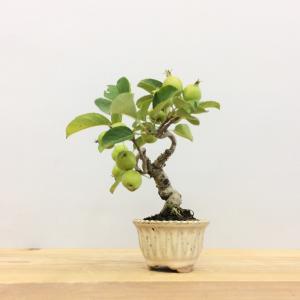 盆栽　姫林檎　sp.