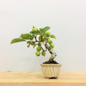 盆栽　姫林檎　sp.