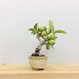 盆栽　姫林檎　sp.