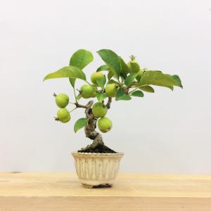 盆栽　姫林檎　sp.