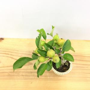 盆栽　姫林檎　sp.