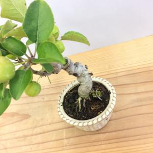 盆栽　姫林檎　sp.