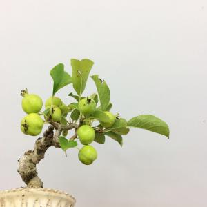 盆栽　姫林檎　sp.