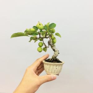 盆栽　姫林檎　sp.