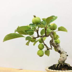 盆栽　姫林檎　sp.