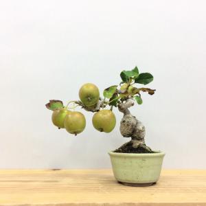 盆栽　姫林檎　姫国光