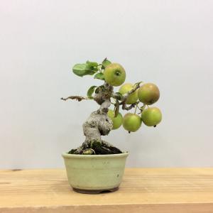盆栽　姫林檎　姫国光