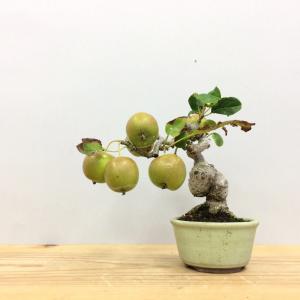 盆栽　姫林檎　姫国光