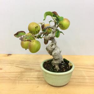 盆栽　姫林檎　姫国光