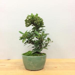盆栽　ピラカン