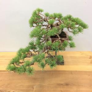 盆栽　五葉松　懸崖