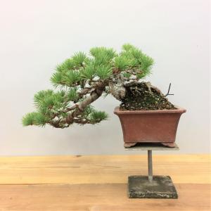 盆栽　五葉松　懸崖