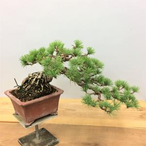 盆栽　五葉松　懸崖