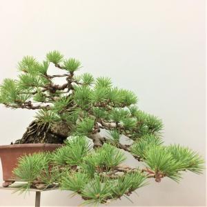 盆栽　五葉松　懸崖