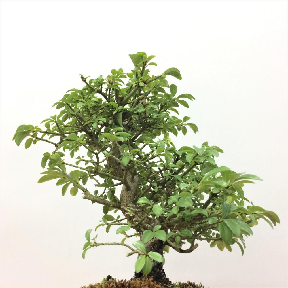 盆栽 小マユミ -コマユミ- no.2/盆栽、多肉植物、塊根植物、観葉