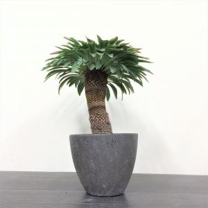 ユーフォルビア　鉄鋼丸