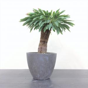 ユーフォルビア　鉄鋼丸