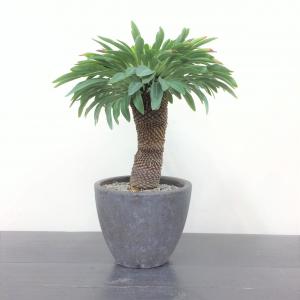 ユーフォルビア　鉄鋼丸