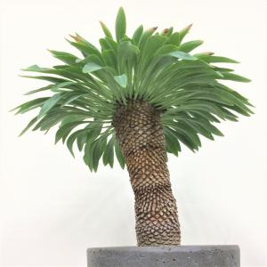 ユーフォルビア　鉄鋼丸