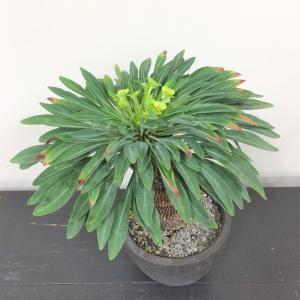 ユーフォルビア　鉄鋼丸